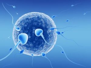 Read more about the article Quando si fa la FIVET bisogna stare a riposo?