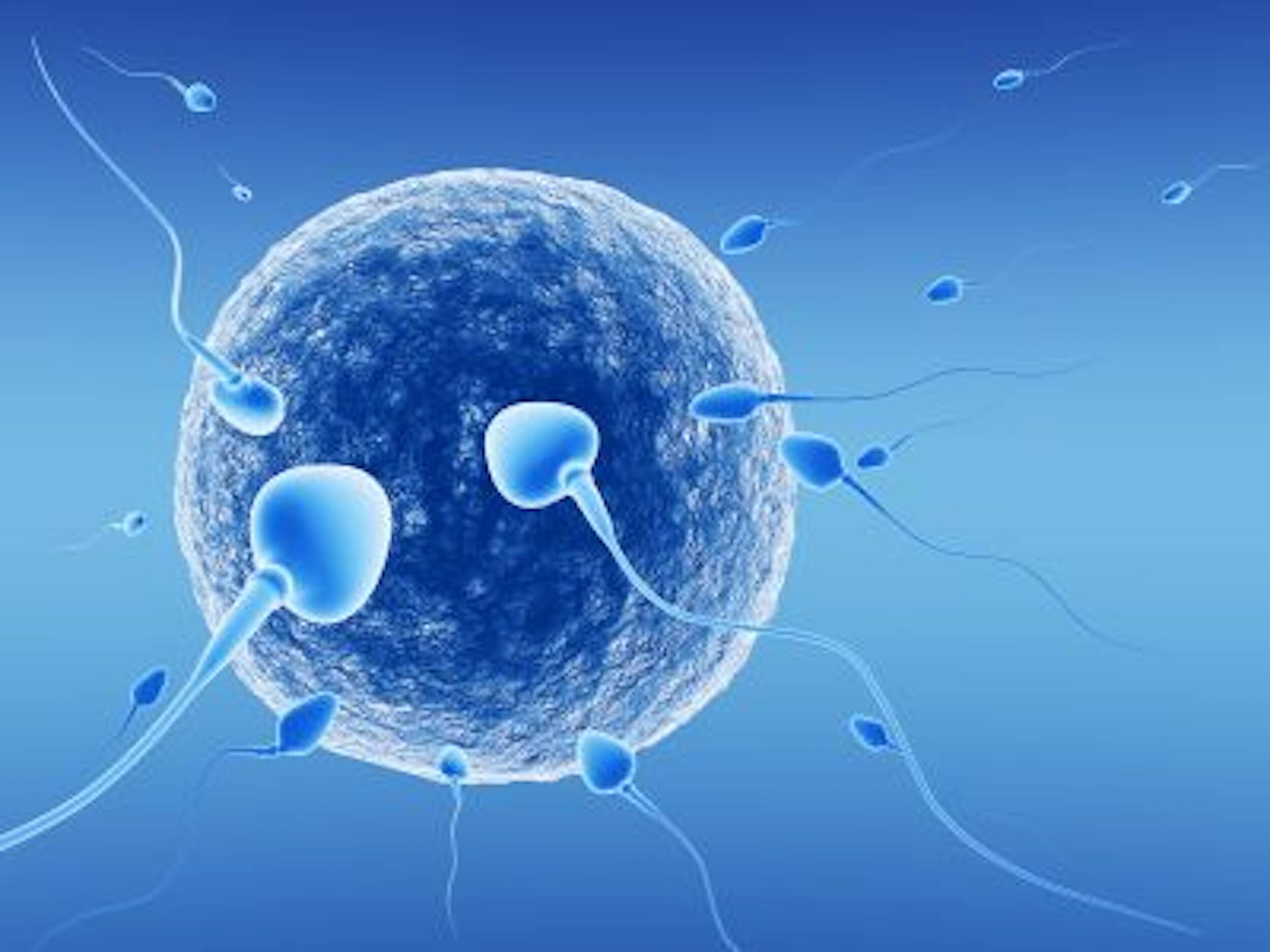 IVF-EGG